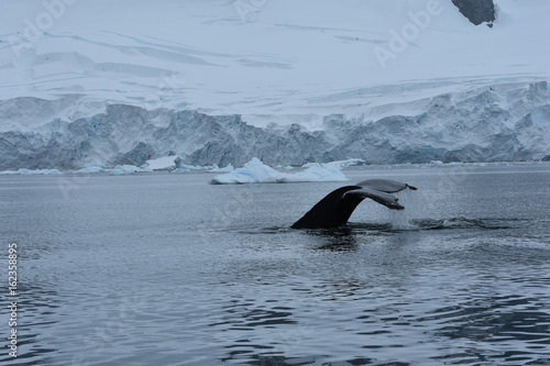 Humpback whales near Cuverville Island, Antarctica photo