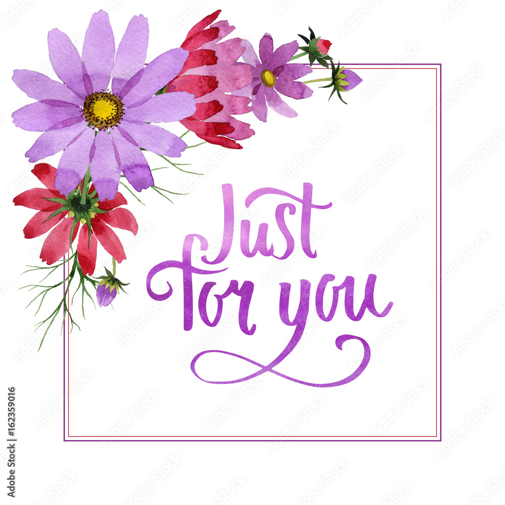 Wildflower kosmeya flower frame in a watercolor style isolated. Wildflower kosmeya flower frame in a watercolor style isolated.