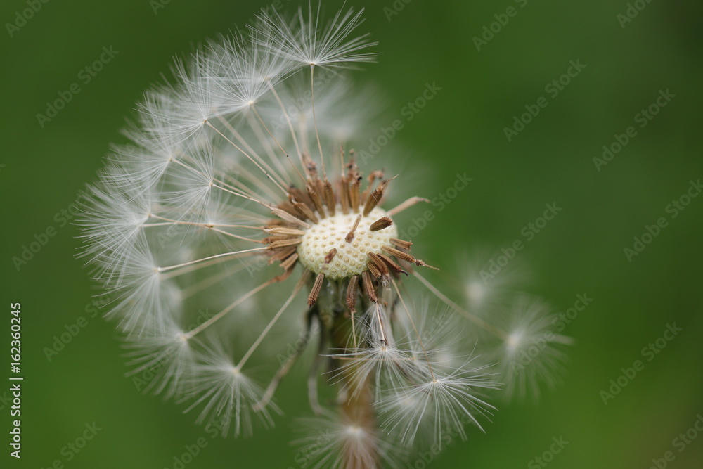 Fototapeta premium Detailaufnahme einer reifen Löwenzahnblüte
