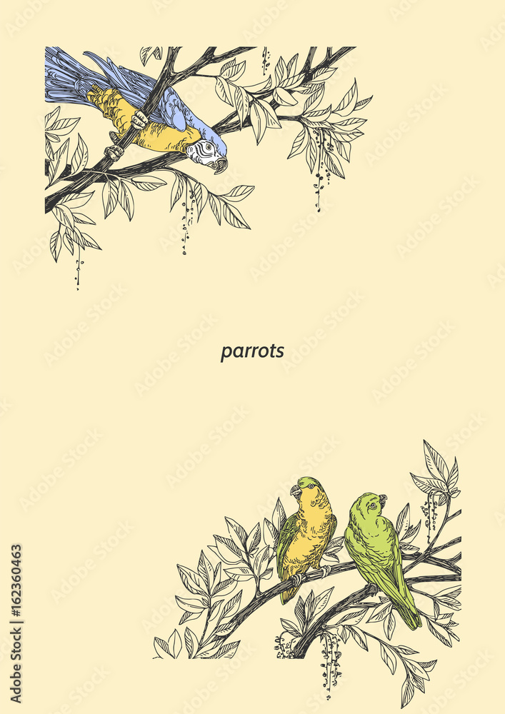 Beautiful tropical background with Ara parrot and green parrots. Three ...