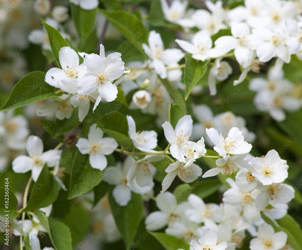 Closeup of Jasmine Flower at Blossom in Spring Closeup of Jasmine Flower at Blossom in Spring
