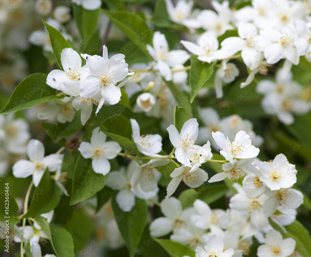 Closeup of Jasmine Flower at Blossom in Spring