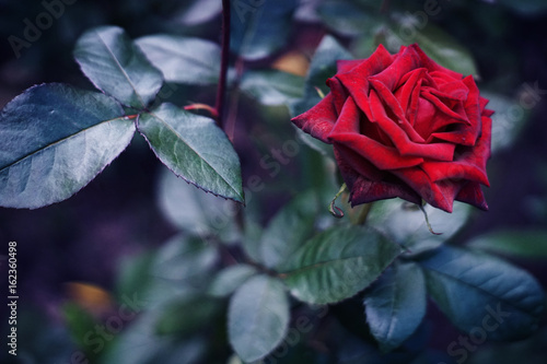 Beautiful velvet rose. Red rose on a background of leaves. Garden flowers.