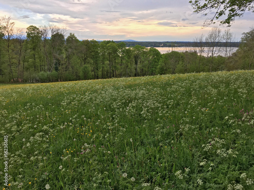 flower meadow overlooking a lake