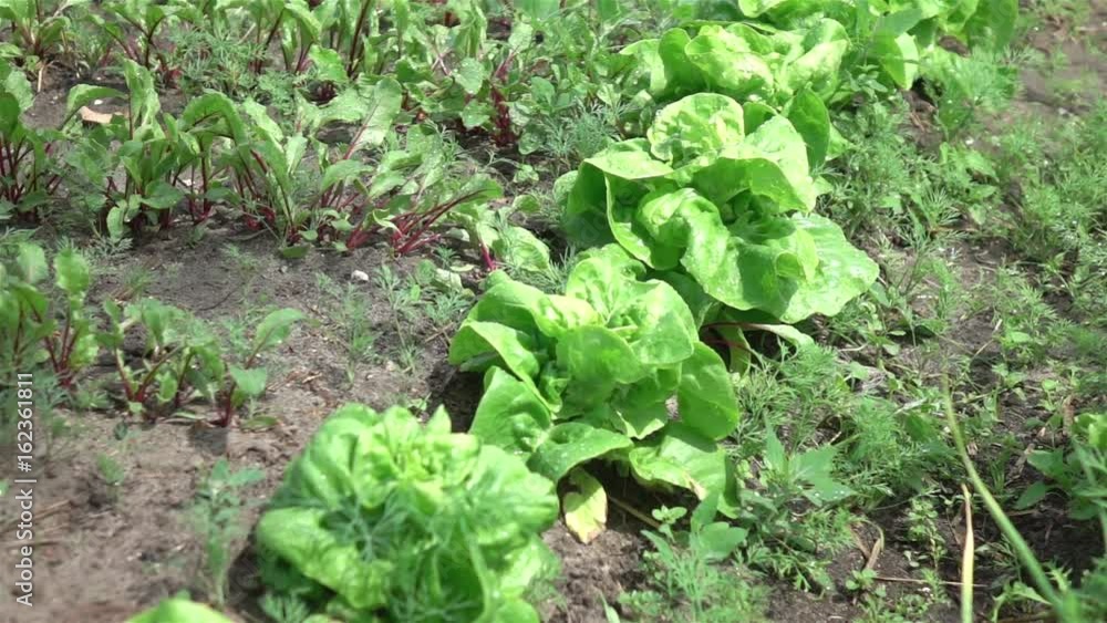 High quality video of vegetable plot in real 1080p slow motion 250fps High quality video of vegetable plot in real 1080p slow motion 250fps