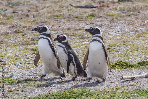Colony of magellanic penguins on Magdalena island, of Magellan, Chile (Spheniscus demersus)