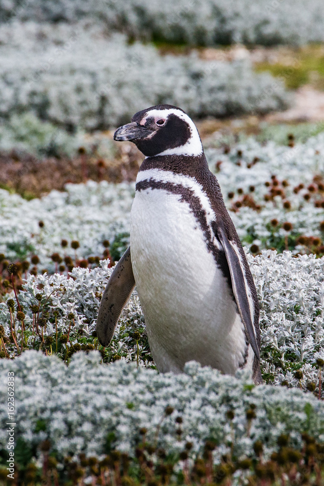 Naklejka premium Colony of magellanic penguins on Magdalena island, of Magellan, Chile (Spheniscus demersus)