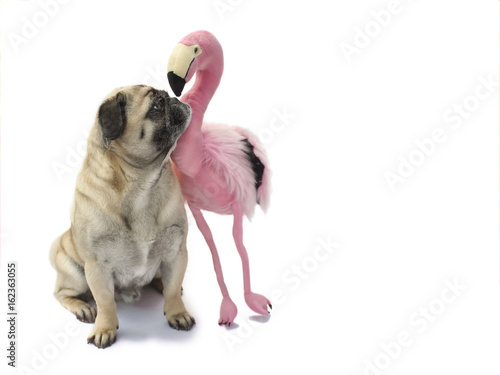 Freundschaft Flamingo kuschelt sich an einen Mops photo