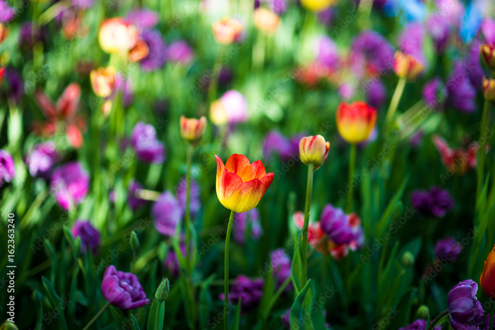 orange-red tulip in the spring garden Against the background of blurry violet tulips