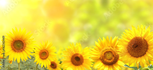 Fototapeta Naklejka Na Ścianę i Meble -  Bright sunflowers on yellow background