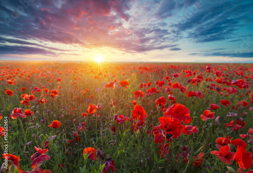 Beautiful field of red poppies in the sunset light. Russia, Crimea