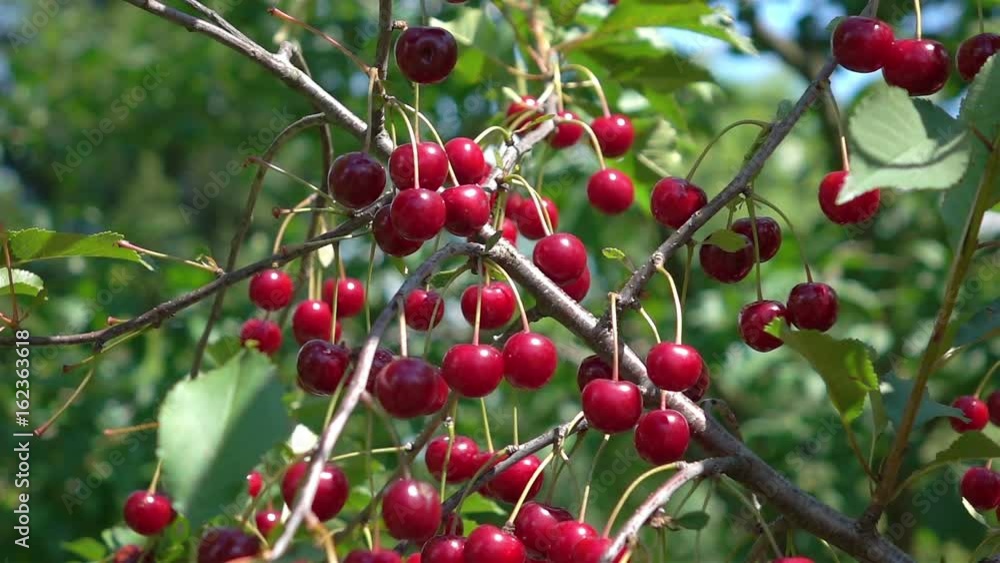 High quality video cherry tree in real 1080p slow motion 250fps High quality video cherry tree in real 1080p slow motion 250fps