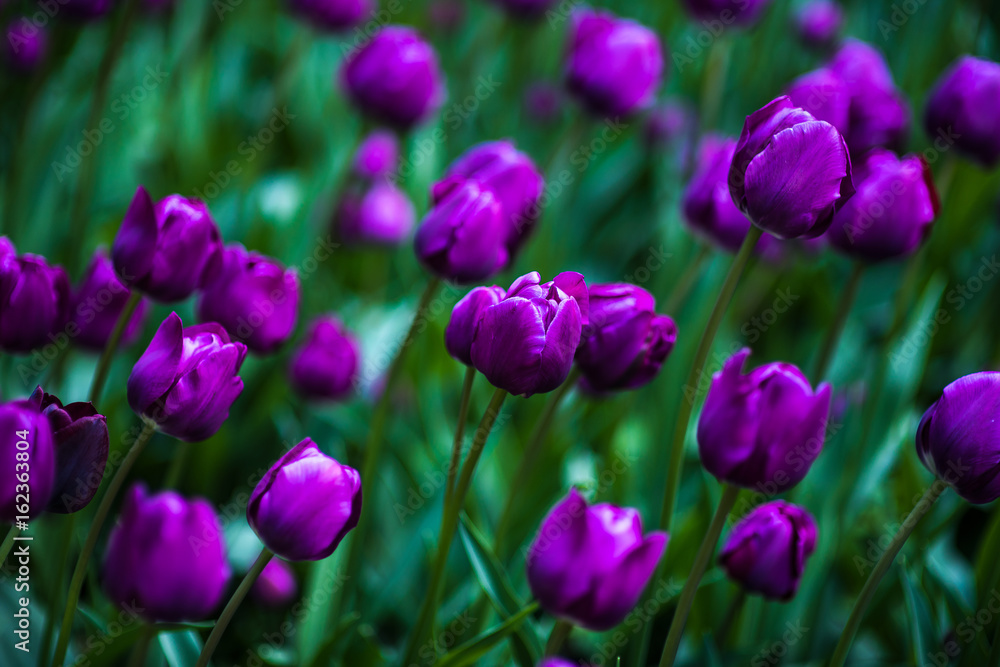 Violet Tulips