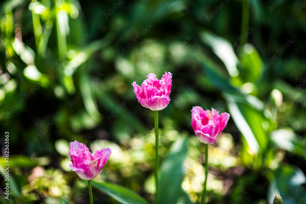 Pink Tulip of Sort fancy frills in Moscow botanic Flowers Garden in Russia. horizontal Image