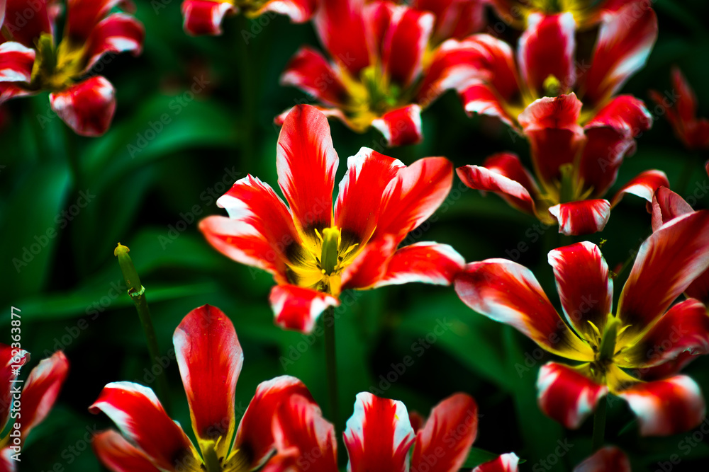 Close-up of bright colorful red and yellow flower in garden