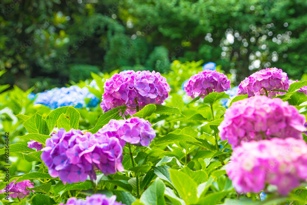 紫陽花 紫陽花