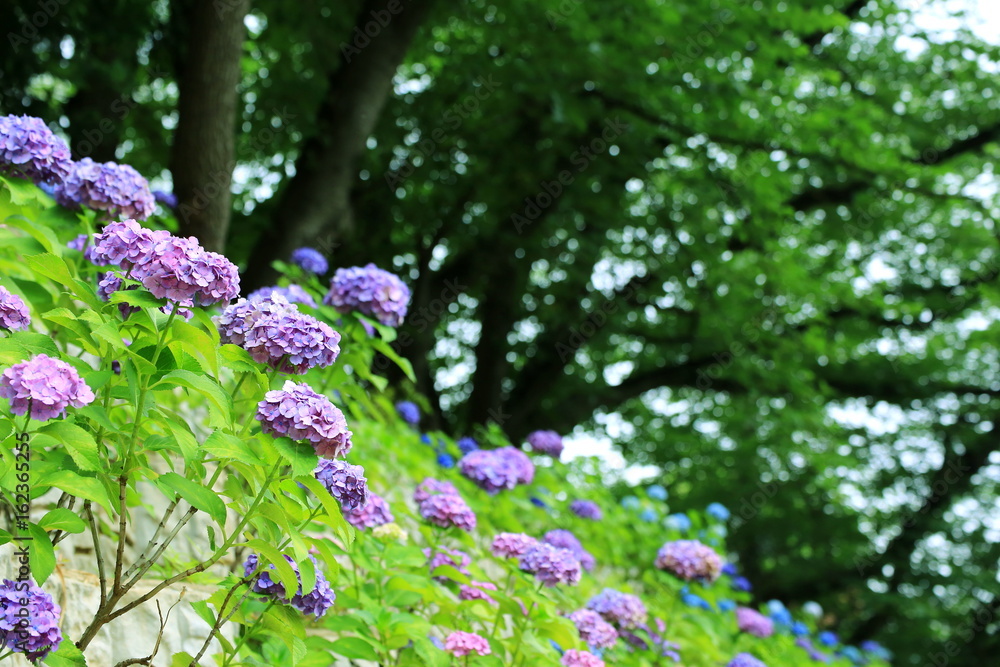 Obraz premium 色とりどりの紫陽花