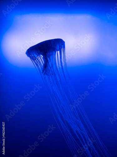 jellyfishes with blue lighting