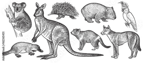 Animals of Australia set.