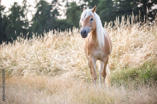Fototapeta Naklejka Na Ścianę i Meble -  Ein Haflinger auf einer Wiese