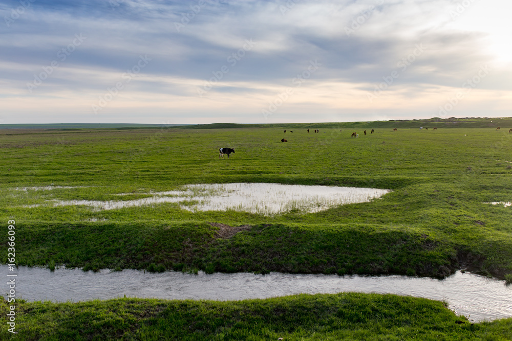 Naklejka premium Lake in a meadow with green grass
