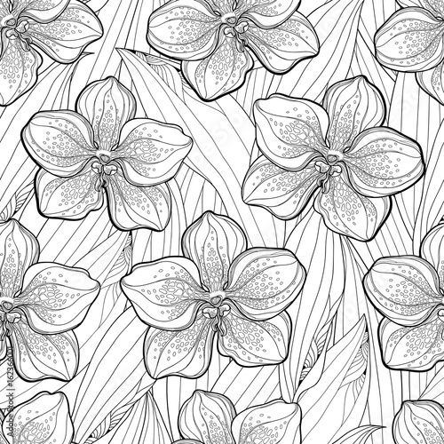 Fototapeta Naklejka Na Ścianę i Meble -  Vector seamless pattern with outline Vanda orchid flower and leaves on the white background. Floral pattern with Vanda tropical flower in contour style for exotic summer design and coloring book.