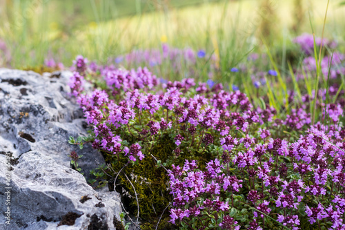 Alpen Frühling