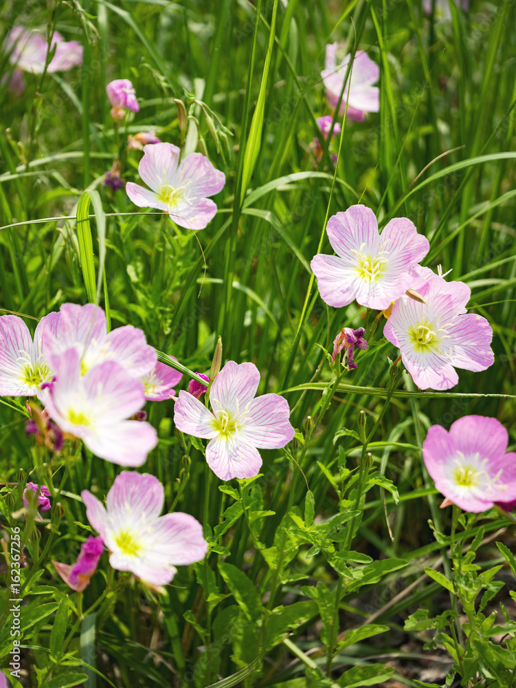 Rosa Blumen Rosa Blumen