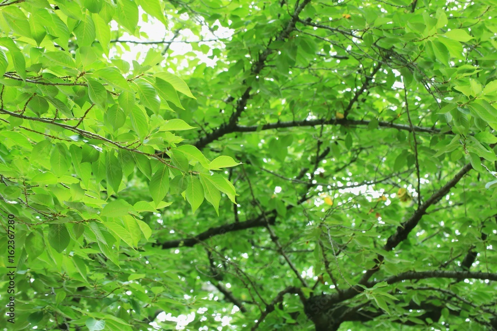 新緑を迎えた森林 新緑を迎えた森林