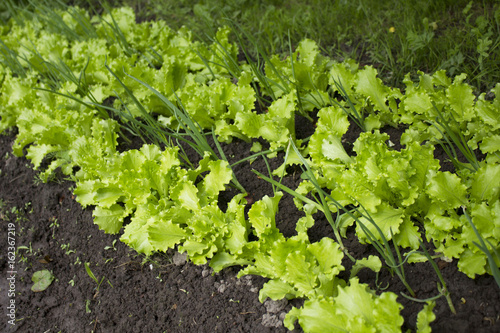 garden bed of lettuce and onions