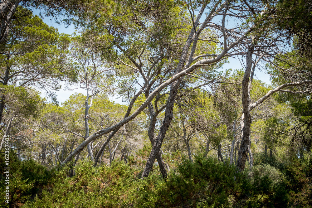 Kiefernwald auf Mallorca