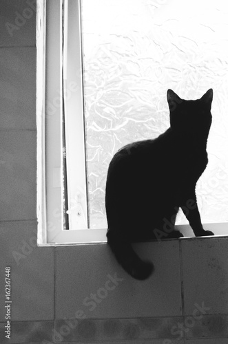 silhouette of a black cat sitting in a bathroom window