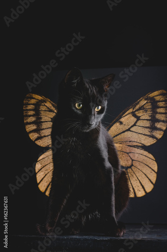 Fototapeta Naklejka Na Ścianę i Meble -  portrait of a black cat in front of a butterfly wing canvas