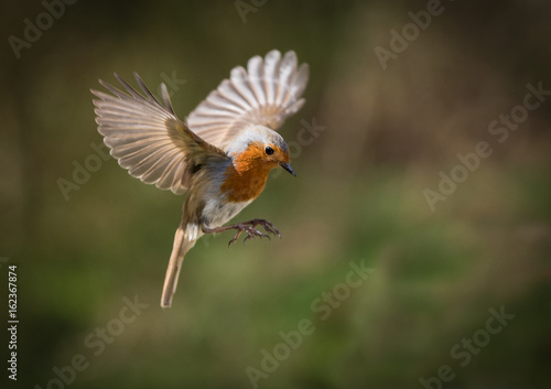Photo European Robin hovering with his wings out
