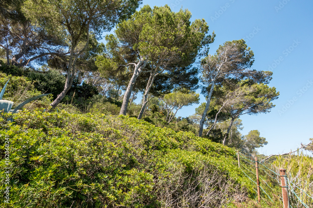 Wald auf Mallorca