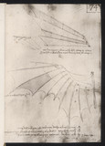 Leonardo Wings. Date: circa 1500