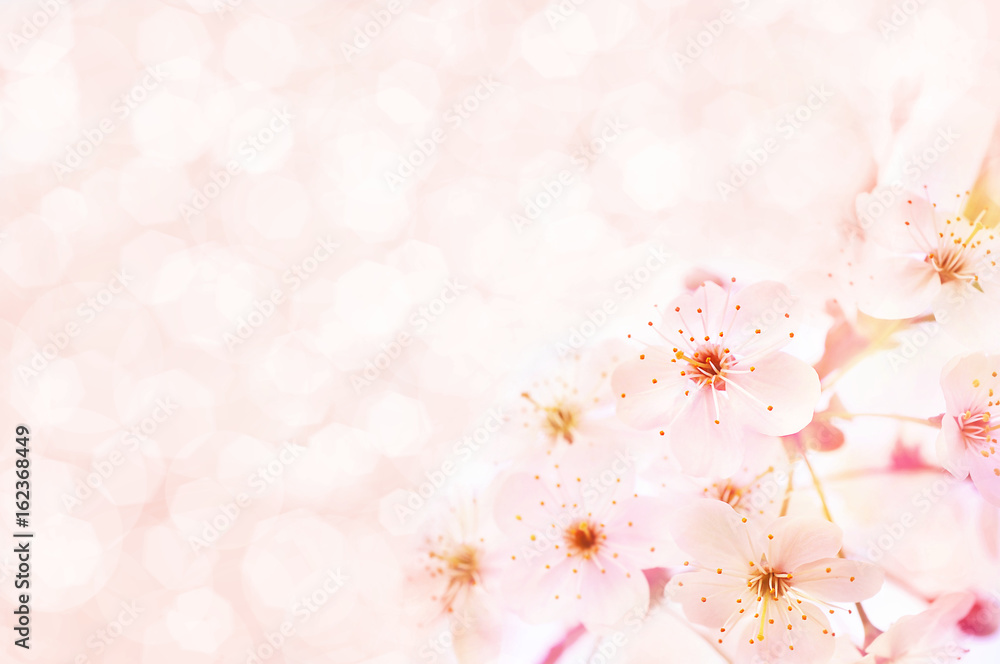 Spring blossom/springtime cherry bloom, toned, bokeh flower background, pastel and soft floral card