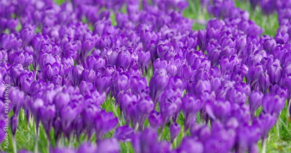 Shallow focus close up of Purple flowering Crocus flowers in bloom on a lawn in a garden in the English countryside in early spring. Shallow focus close up of Purple flowering Crocus flowers in bloom on a lawn in a garden in the English countryside in early spring.
