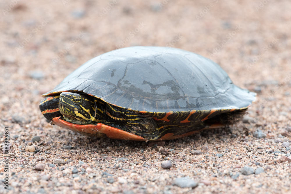 Painted Turtle Tucked into its Shell Painted Turtle Tucked into its Shell