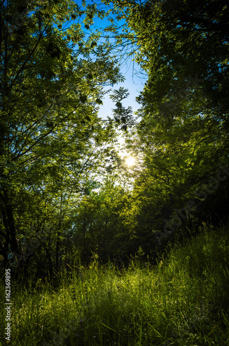 Vegetation and sunset