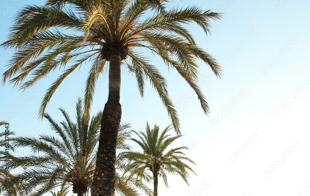 Fototapeta premium Plams background 