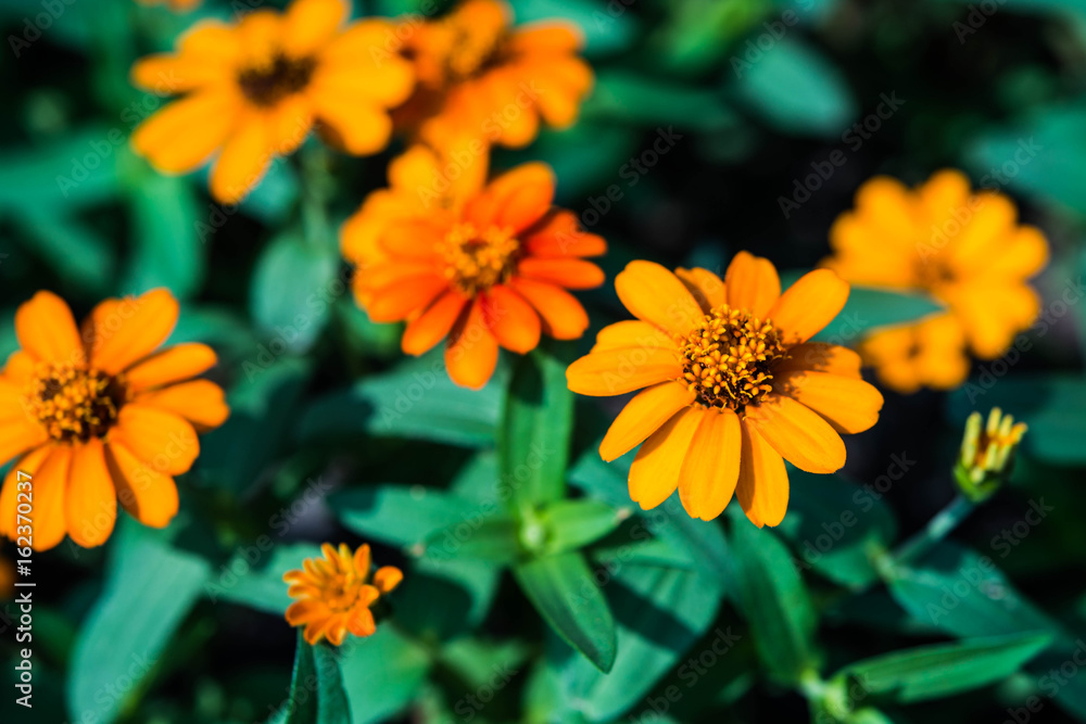 Yellow Flower In Garden Yellow Flower In Garden
