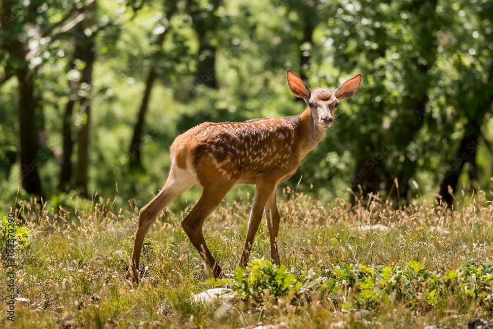 Young fawn on the forest Young fawn on the forest