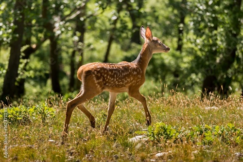 Young fawn on the forest