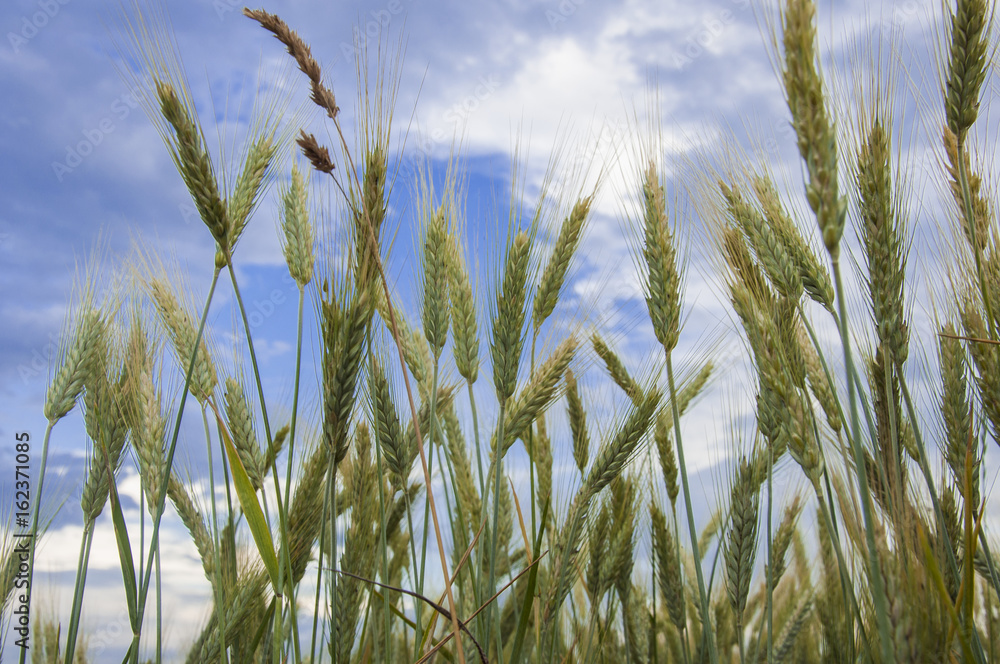 wheat field wheat field