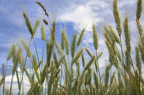 wheat field