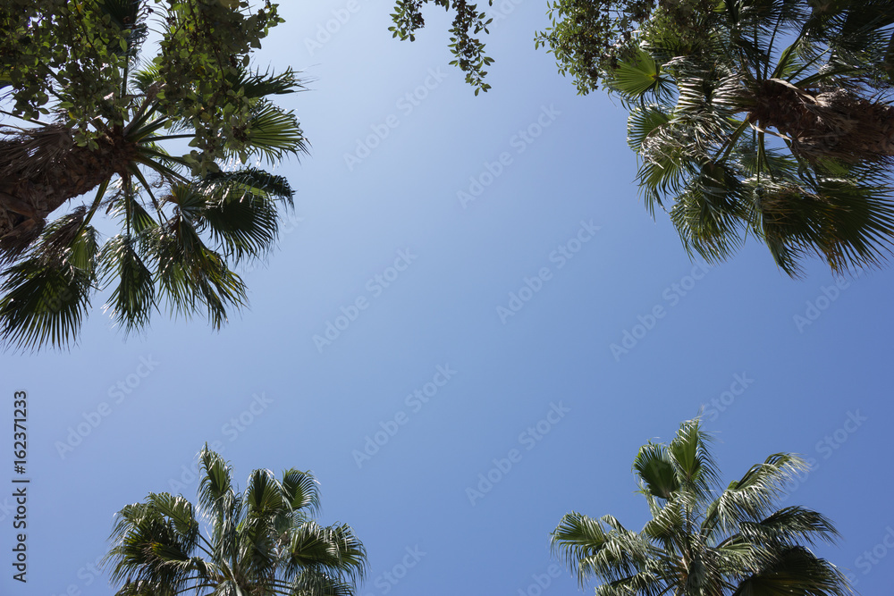 Espacio abierto entre palmeras con cielo azul. Espacio abierto entre palmeras con cielo azul.
