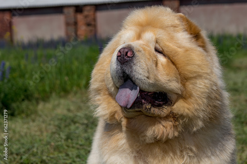 Chow-chow close-up, stick out the tongue. © ALIAKSEI