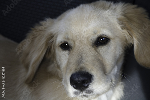 close up cute beautiful awesome golden retriever puppy portrait