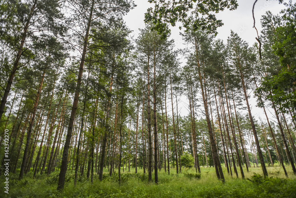 Fototapeta premium Landscape of forest, summer time, sunny day in Poland.